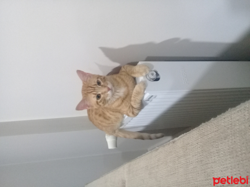 Sarman, Kedi  Şero fotoğrafı