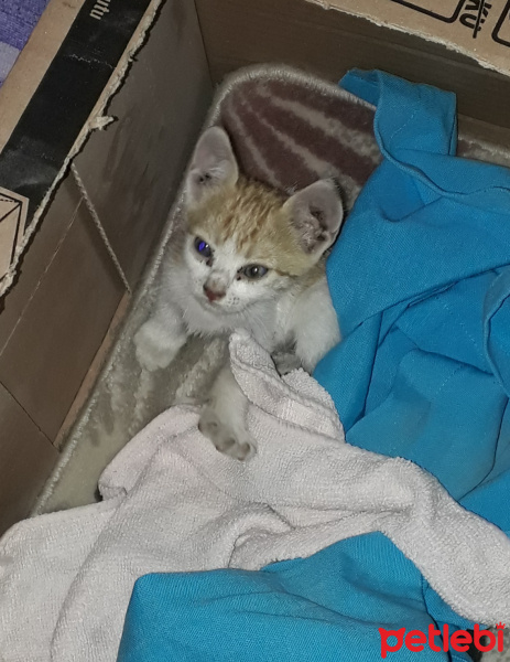 Tekir Kedi, Kedi  Behlül fotoğrafı