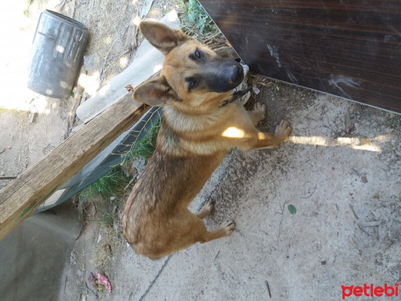 Alman Çoban Köpeği, Köpek  Leydi fotoğrafı