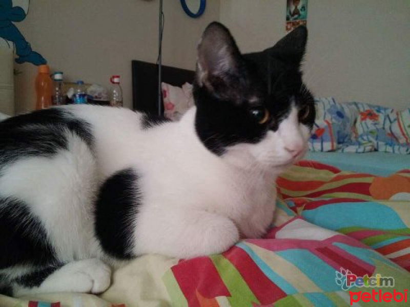 British Shorthair, Kedi  MİEL fotoğrafı