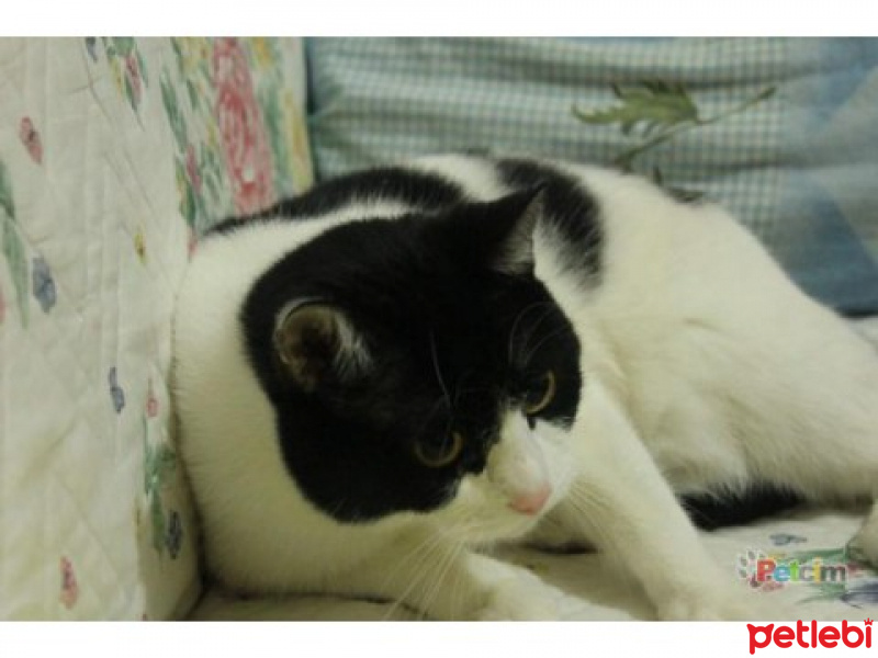 British Shorthair, Kedi  MİEL fotoğrafı