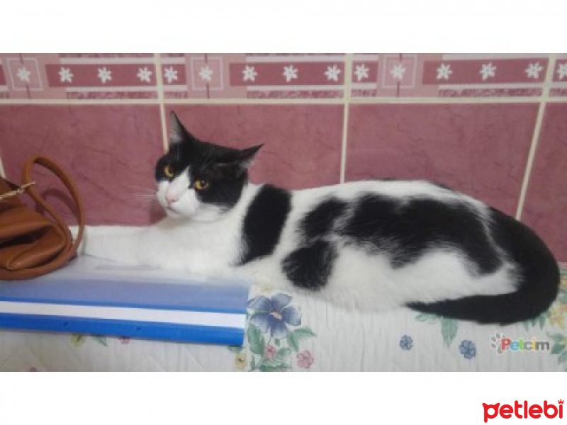 British Shorthair, Kedi  MİEL fotoğrafı
