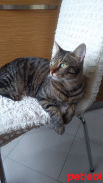 Tekir Kedi, Kedi  Üzüm fotoğrafı