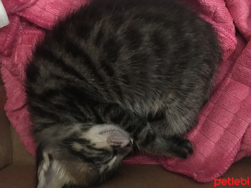 Maine Coon, Kedi  Likör fotoğrafı