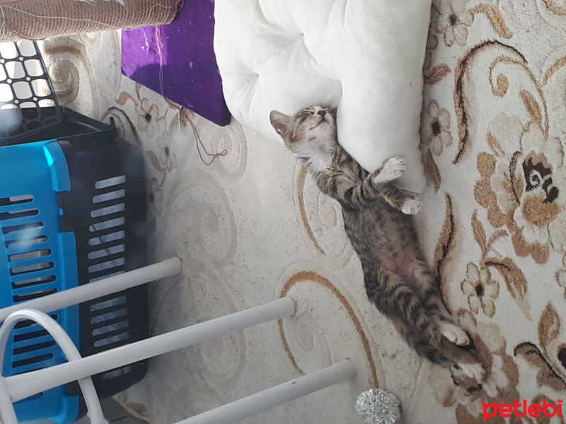 Tekir Kedi, Kedi  Pati fotoğrafı