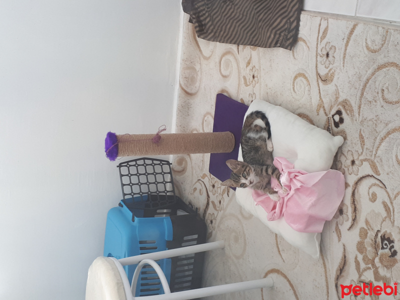 Tekir Kedi, Kedi  Pati fotoğrafı
