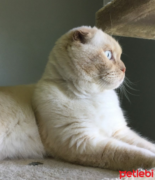 Scottish Fold, Kedi  Badem fotoğrafı