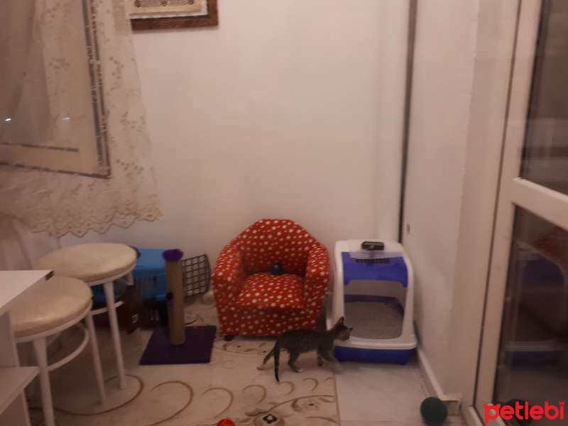 Tekir Kedi, Kedi  Pati fotoğrafı