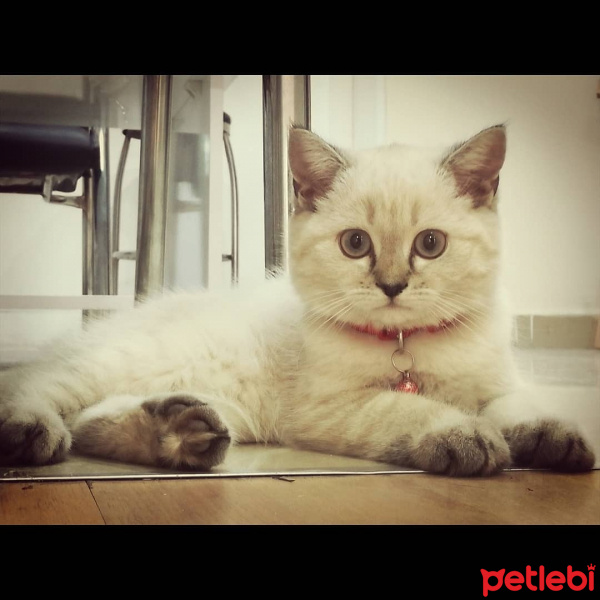 Scottish Fold, Kedi  Oskar fotoğrafı