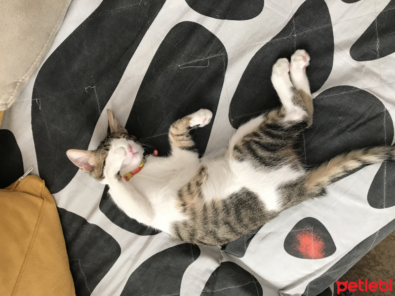 Soke, Kedi  Minnoş fotoğrafı