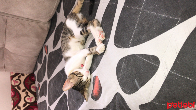 Soke, Kedi  Minnoş fotoğrafı