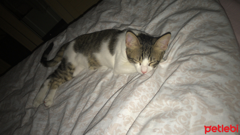 Soke, Kedi  Minnoş fotoğrafı