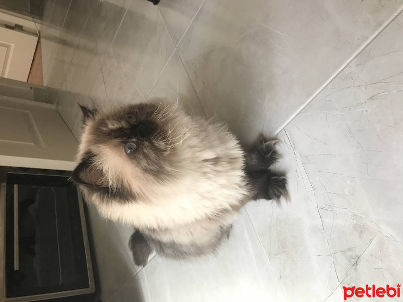 Himalayan, Kedi  İncir fotoğrafı