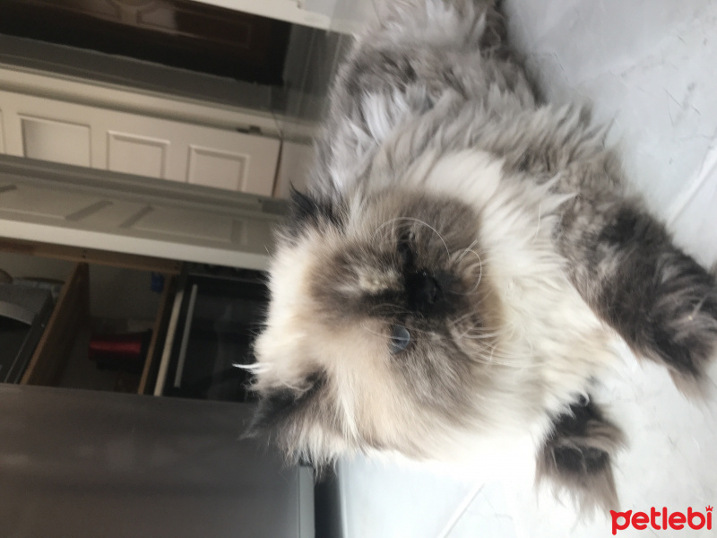 Himalayan, Kedi  İncir fotoğrafı
