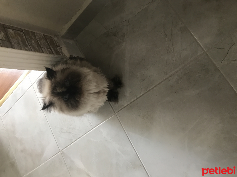 Himalayan, Kedi  İncir fotoğrafı