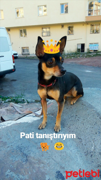 Minyatür Pinscher, Köpek  Pati fotoğrafı