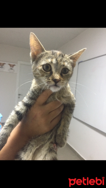 Tekir Kedi, Kedi  Tarçın fotoğrafı