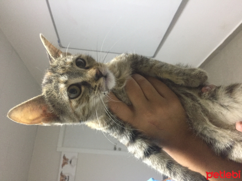 Tekir Kedi, Kedi  Tarçın fotoğrafı