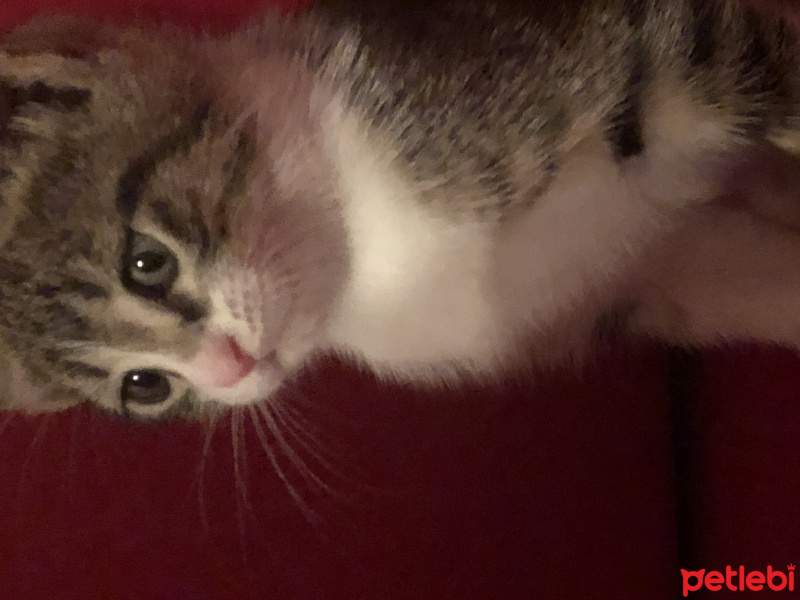 Tekir Kedi, Kedi  baxi fotoğrafı
