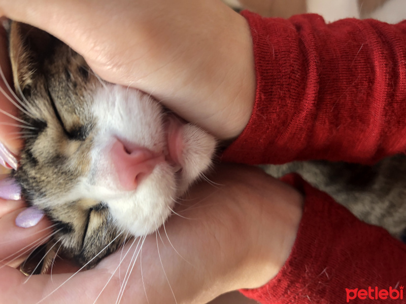 Tekir Kedi, Kedi  baxi fotoğrafı