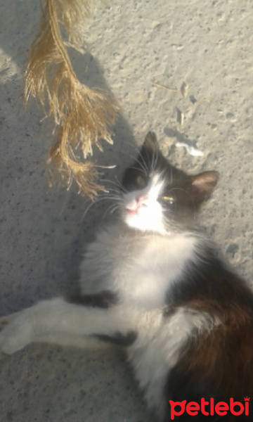 Tekir Kedi, Kedi  tom fotoğrafı