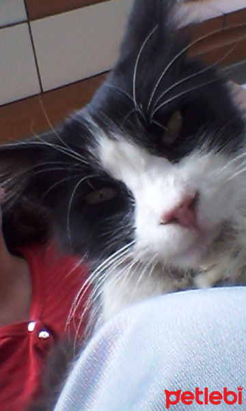Tekir Kedi, Kedi  tom fotoğrafı