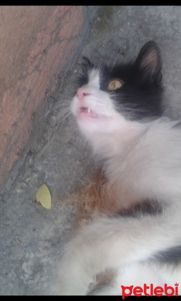 Tekir Kedi, Kedi  tom fotoğrafı
