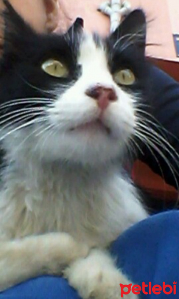 Tekir Kedi, Kedi  tom fotoğrafı