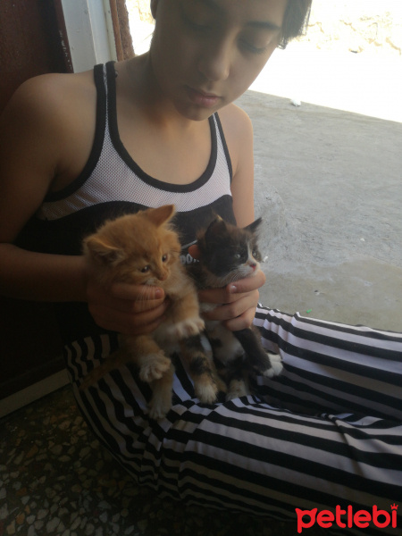 Ankara Kedisi, Kedi  Papatya ve gul fotoğrafı