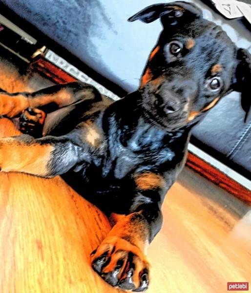 Doberman Pinscher, Köpek  CHUCKY fotoğrafı