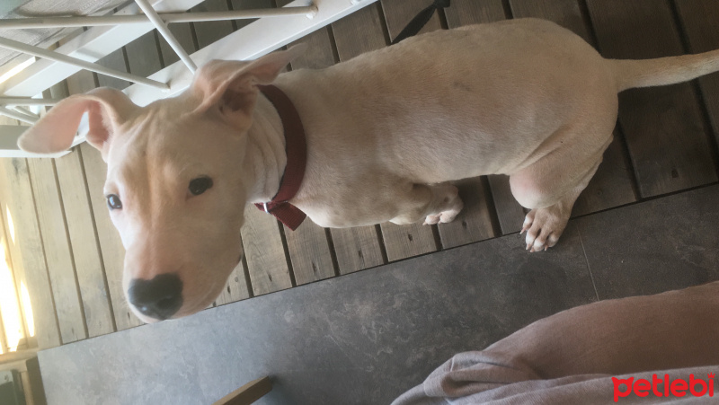 Dogo Arjantin, Köpek  Cia fotoğrafı
