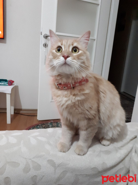 Sarman, Kedi  Melis fotoğrafı