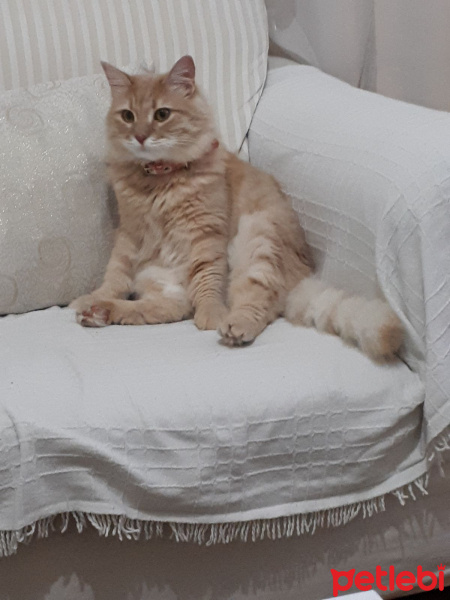 Sarman, Kedi  Melis fotoğrafı