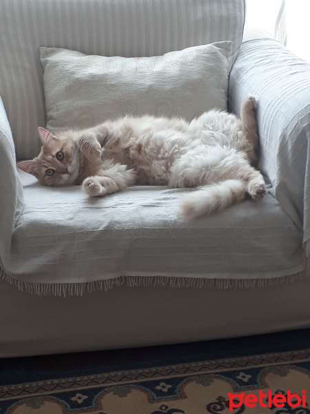 Sarman, Kedi  Melis fotoğrafı