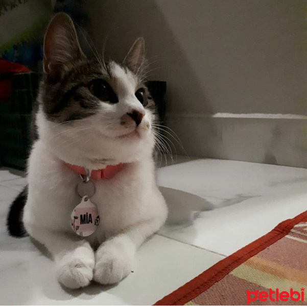 Tekir Kedi, Kedi  mia fotoğrafı