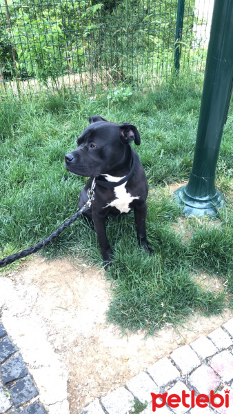 Cane Corso Italiano, Köpek  Barut fotoğrafı