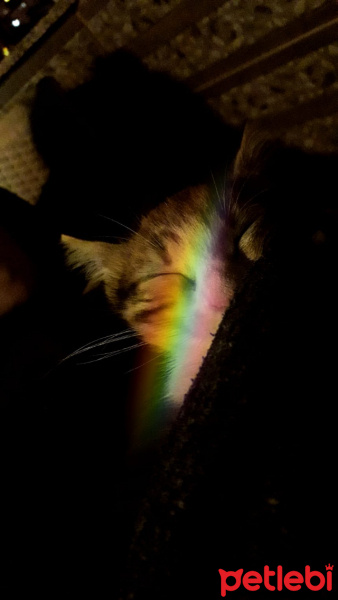 Tekir Kedi, Kedi  Lina fotoğrafı