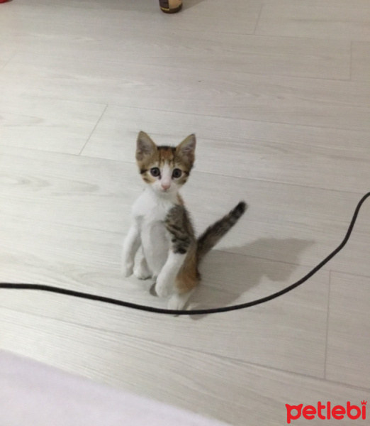 Tekir Kedi, Kedi  Lina fotoğrafı