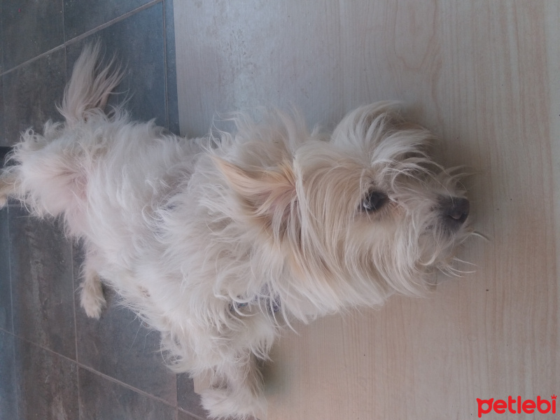 Yorkshire Terrier, Köpek  Boncuk fotoğrafı