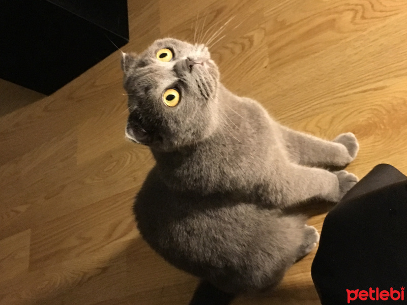 Scottish Fold, Kedi  Aşkım fotoğrafı