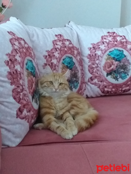 Sarman, Kedi  Bal fotoğrafı