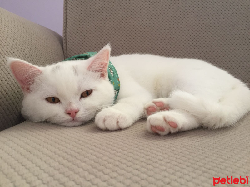 British Shorthair, Kedi  Nisan fotoğrafı