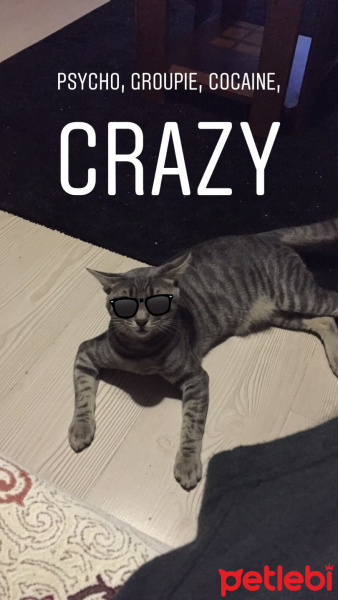Tekir Kedi, Kedi  Leo fotoğrafı