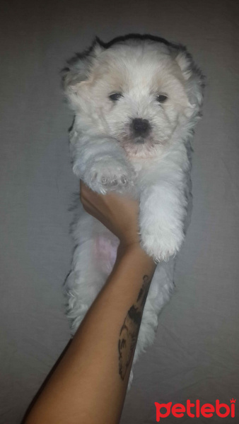 Maltese, Köpek  - fotoğrafı