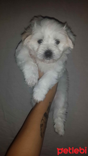 Maltese, Köpek  - fotoğrafı