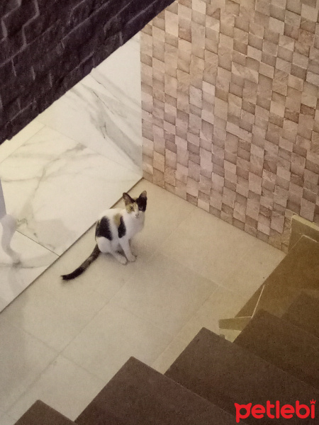 Ankara Kedisi, Kedi  Boncuk fotoğrafı