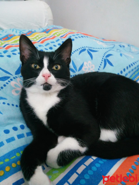 Tuxedo (Smokin) Kedi, Kedi  MİÇUU fotoğrafı
