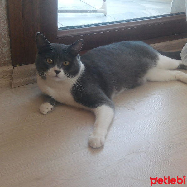 British Shorthair, Kedi  Elmas fotoğrafı