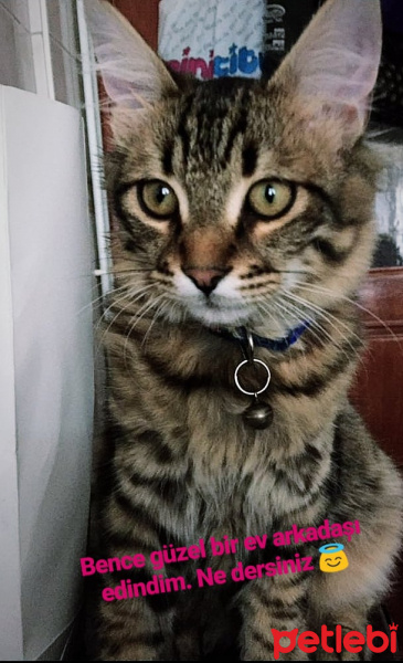 Tekir Kedi, Kedi  Duman fotoğrafı