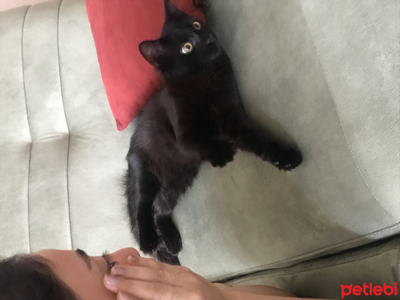 Tekir Kedi, Kedi  cookie fotoğrafı